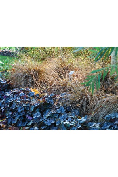 Декоративна осока Auburn для клумб і міксбордерів